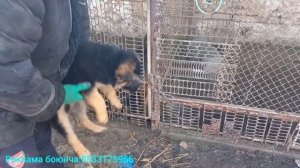 Таза Немецкий авчарка☎️0222845454