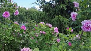 ПАДЕНИЕ ПАТРИАРХА. Ересиарх Кирилл Гундяев упал во время освящения храма в Новороссийске.