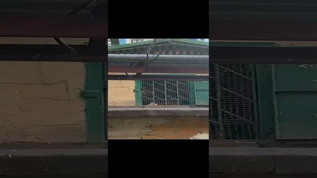 Курятник на гараже