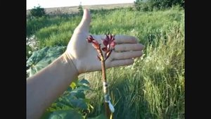 КЛЕН КРАСНОЛИСТНЫЙ (форма остролистного с красными листьями, не путать с кленом красным)