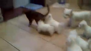 шенки замучали кота
