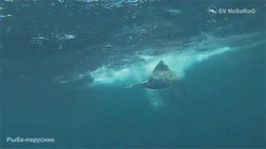 Парусник – довольно крупная морская хищная рыба