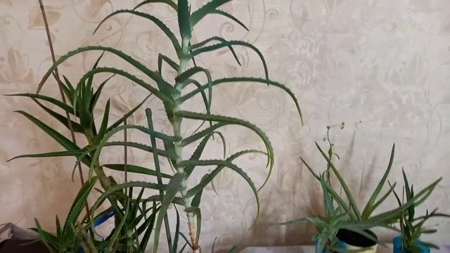 Алоэ древовидный - столетник. смотреть онлайн