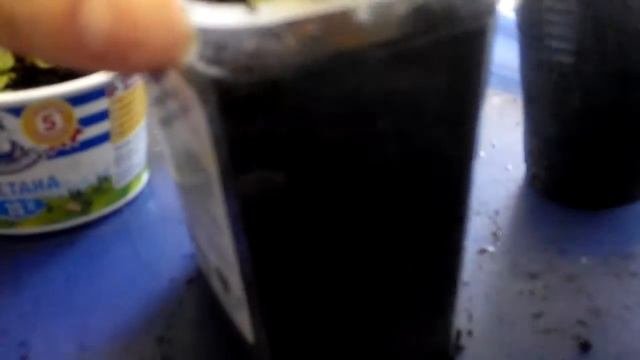 Выращивание эустомы.Пикировка советы.