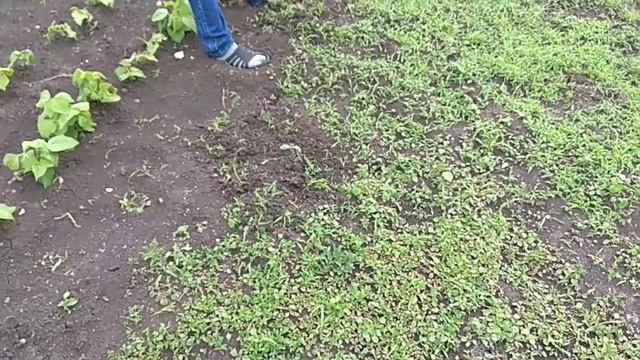 Купили рассаду, но бойцы на месте.Стройка коровника.В гостях на пастбище_длинный язык..mp4 смотреть онлайн