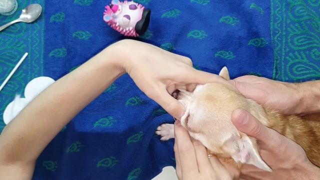 Как снять зубной налёт у собаки в домашних условиях? смотреть онлайн