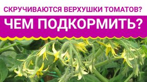 Скручиваются верхушки томатов? Чем подкормить?