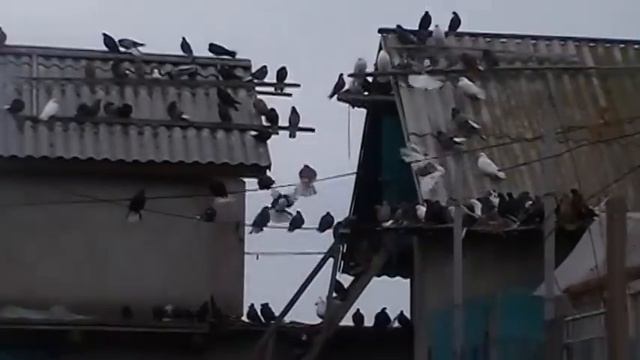 Николаевские голуби Мариуполя смотреть онлайн