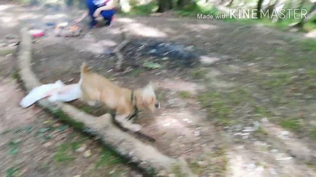 Один день из жизни кокер спаниеля ?