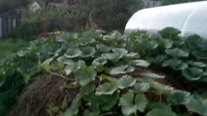 Посадка тыквы. Как правильно сажать тыкву.