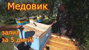 МЕДОВИК заливает МЁДОМ!!! РАСШИРЯЕМ В РАЗРЕЗ!