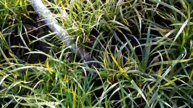 Опята 2020 смотреть онлайн