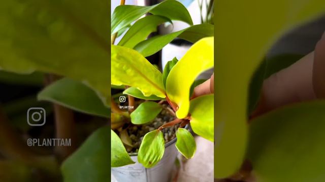 Philodendron Malay Gold vermehren