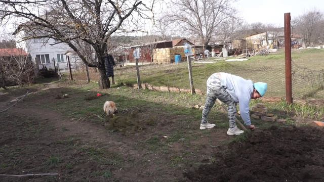 Проснулись насекомые,копаю,сделала на улице парник и посеяла капусту,цветочки!Нарциссы распускаются смотреть онлайн