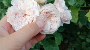 Английская роза Остина Спирит оф Фридом (Spirit of Freedom) вместо японики Латте Арт (Latte Art)?