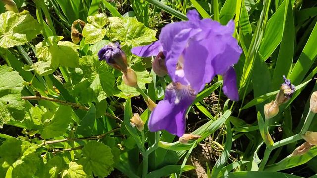 хорошие соседи виноград и ирисы смотреть онлайн