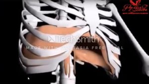 Диафрагмальное дыхание