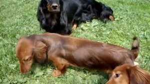 Такса стандартная длинношерстная