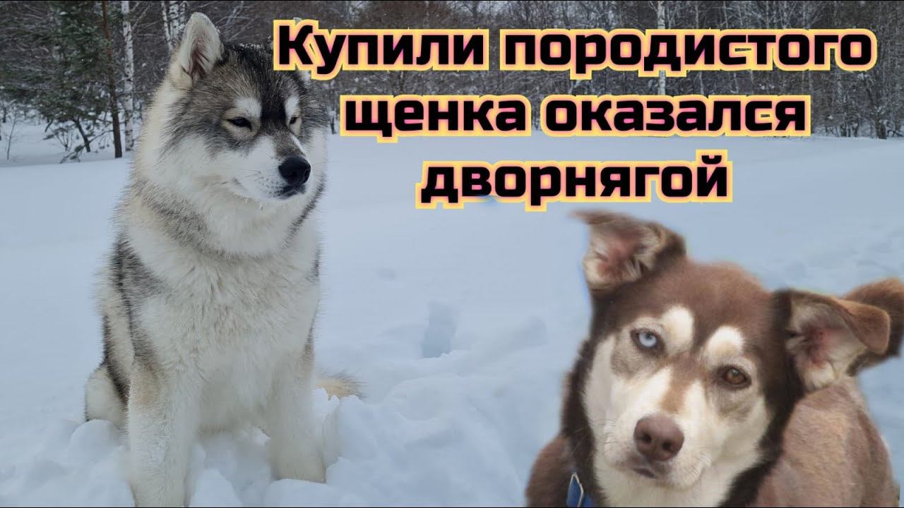 Породистая хаски оказалась дворняжкой