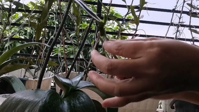 AGAR PHALAENOPSIS(ANGGREK BULAN) HAPPY DAN CEPAT BERBUNGA смотреть онлайн