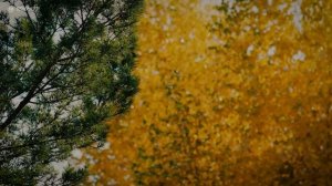 Чаша Благословений • Музыка Без Слов • Для Поклонения и Молитвы