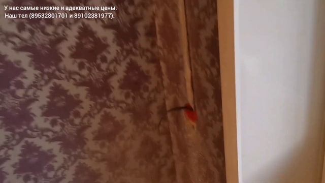 Проложили новую открытую электропроводку в квартире, вторичка, город Брянск.