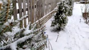 Утренняя прогулка босиком по снегу -2°С, 06.02.2022