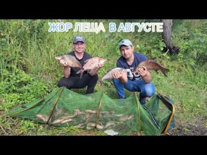ЖОР леща в августе , поклёвки отдай фидер !