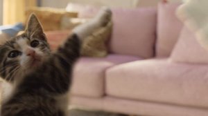 Реклама Cheetos