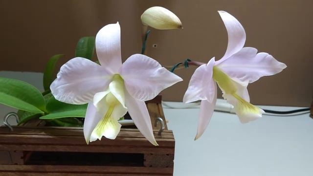 Flowers development on Cattleya nobilior var. amaliae смотреть онлайн