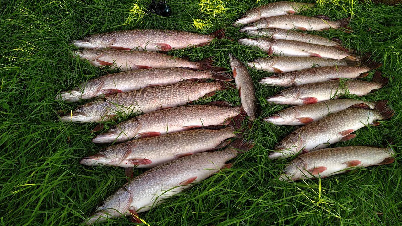 ЭТИ КОРЯГИ КИЩАТ РЫБОЙ!!! ЩУКА НА СПИННИГ РЫБАЛКА НА СПИННИНГ смотреть онлайн