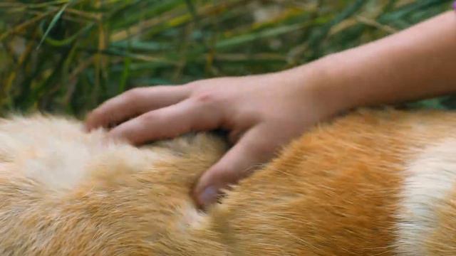 Хочу собаку. Собака из приюта - Гладь ищет дом смотреть онлайн