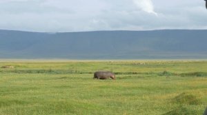 Baby Hippo Walks Mother To Water In The Ngorongoro Crater, Tanzania