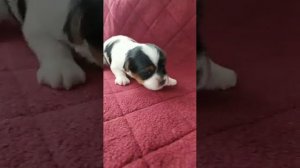 бивер Йорк щенок продажа купить цена питомник москва