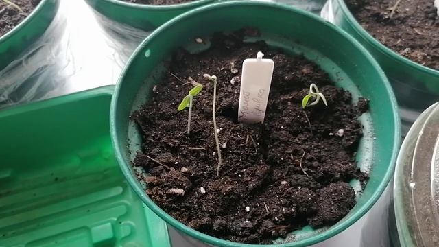Садовые заметки 2022/6  Какие успехи?