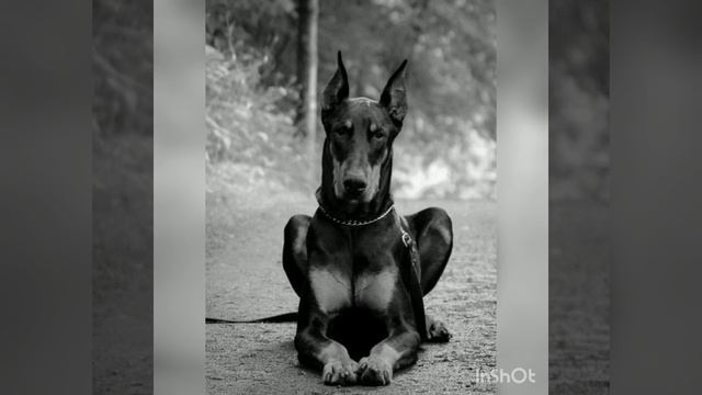 Моя любимий породы собак овчарка и доберман смотреть онлайн