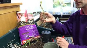 How To Propagate Dendrobium Orchids, Taking Cuttings Of Dendrobium Orchids, Get Gardening, U.K.