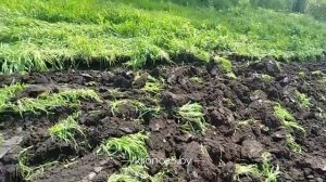 🔥 Shifeng SF-240 пашет плугами Kerland и косит косилкой Wirax • Независимый отзыв