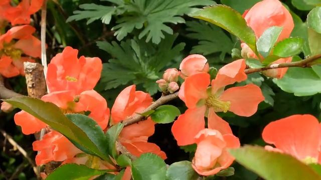 Айва японская хеномелес смотреть онлайн