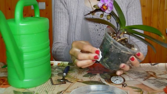 Добавьте ЩЕПОТКУ лимонной КИСЛОТЫ орхидеи в полив! ЛИМОННАЯ? вода идеальная для орхидей!