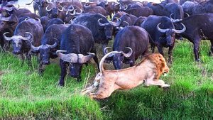 Случаи, Когда Лев Напал не на Тех Противников