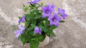 Platycodon grandiflorus / Baloon Flower, Growing & Care