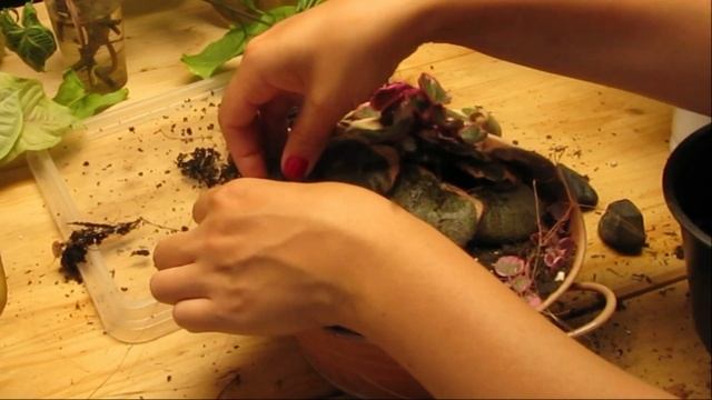 Камнеломка плетеносная вариегатная комнатная (Саксифрага столонифера). Посадка, цветение.