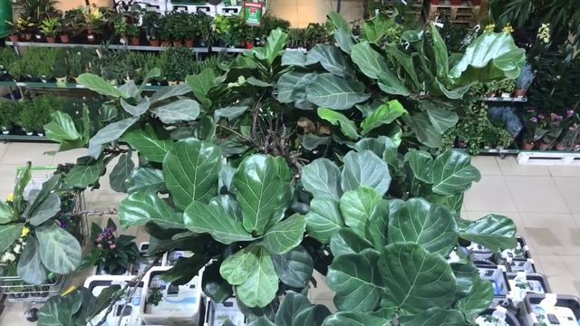 Оранжерея в торговом центре . Рай для цветоводов смотреть онлайн