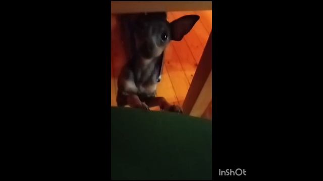 той терьер русский девочка продажа цена 24000 сайт superminiki.com смотреть онлайн