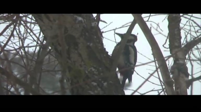 ДЯТЕЛ ЗА РАБОТОЙ смотреть онлайн