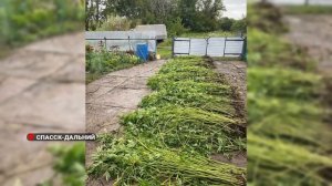 Незаконное культивирование конопли.