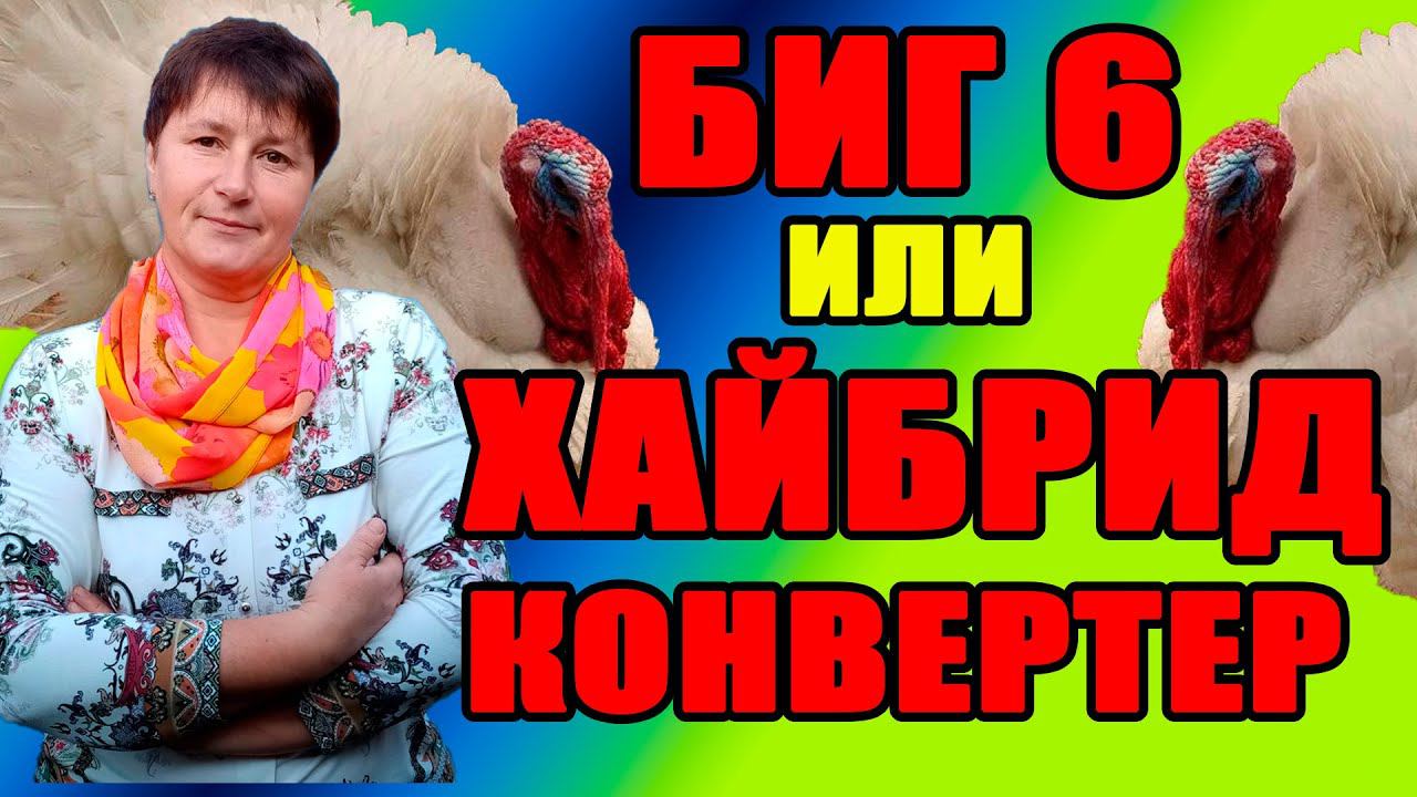 БИГ 6 или ХАЙБРИД КОНВЕРТЕР. Какой выбор лучше. Содержание индюков.