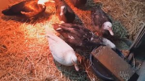 ИНДОУТКИ ЗИМОЙ В ХОЛОДНОМ САРАЕ/ЖИЗНЬ В ДЕРЕВНЕ