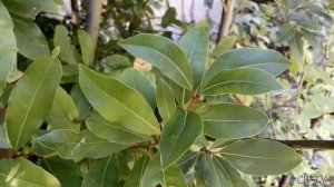 Ягоды лавра